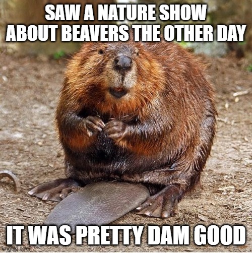 Beavers | SAW A NATURE SHOW ABOUT BEAVERS THE OTHER DAY; IT WAS PRETTY DAM GOOD | image tagged in beaver,funny,memes | made w/ Imgflip meme maker