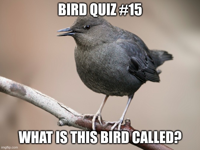 Hint: It starts with a D | BIRD QUIZ #15; WHAT IS THIS BIRD CALLED? | made w/ Imgflip meme maker