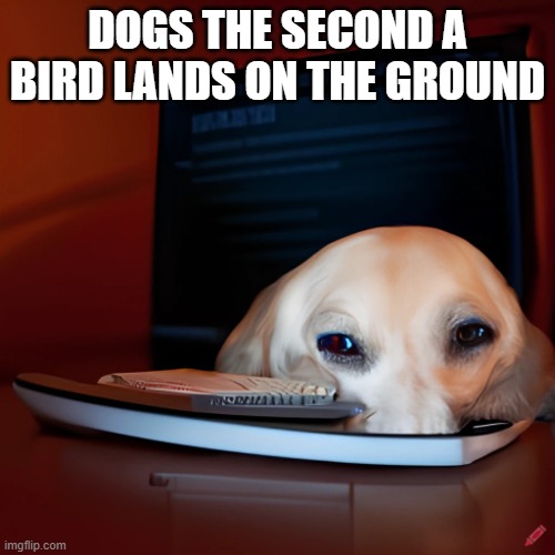 Nom nom nom. That was delicious! | DOGS THE SECOND A BIRD LANDS ON THE GROUND | image tagged in creepy dog | made w/ Imgflip meme maker