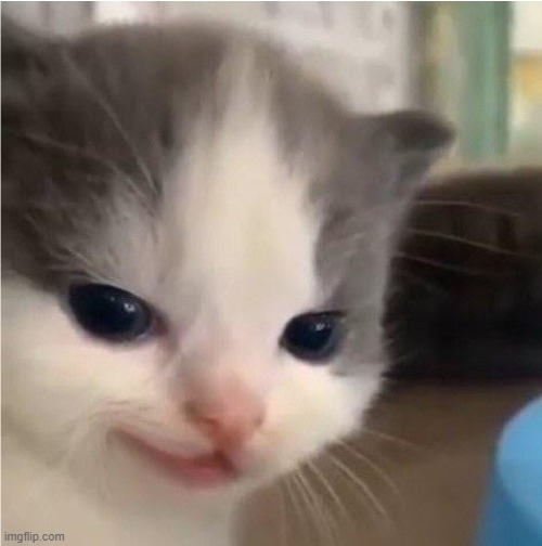 Hehe cat | image tagged in hehe cat | made w/ Imgflip meme maker