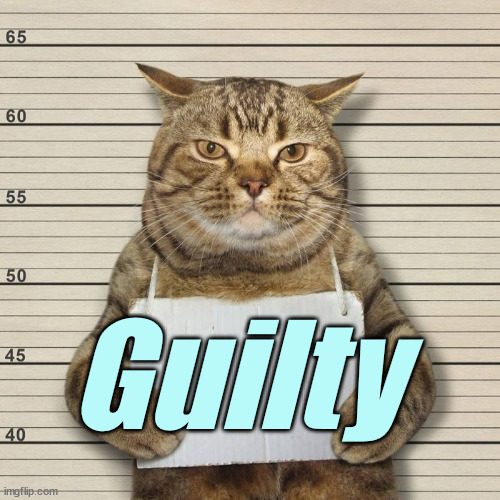 GUILTY CAT MUG SHOT BLANK | Guilty | image tagged in guilty cat mug shot blank | made w/ Imgflip meme maker