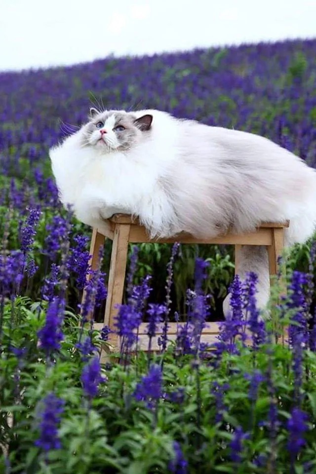 High Quality Fluffy Cat In Lavender Field Blank Meme Template