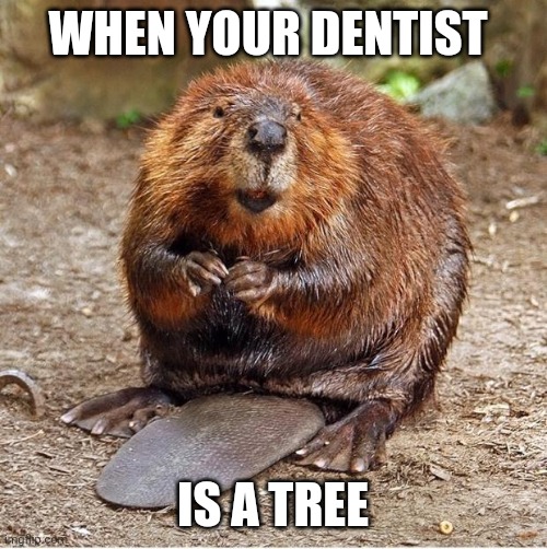 Beacers' dentists are literally trees | WHEN YOUR DENTIST; IS A TREE | image tagged in beaver | made w/ Imgflip meme maker