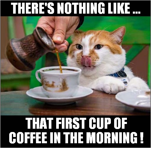 The Importance Of Morning Rituals | THERE'S NOTHING LIKE ... THAT FIRST CUP OF COFFEE IN THE MORNING ! | image tagged in cats,mornings,coffee | made w/ Imgflip meme maker