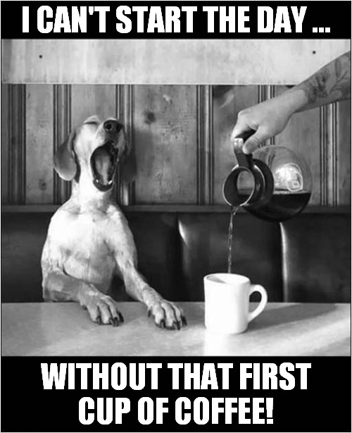 My Morning Ritual ! | I CAN'T START THE DAY ... WITHOUT THAT FIRST
CUP OF COFFEE! | image tagged in dogs,mornings,coffee | made w/ Imgflip meme maker