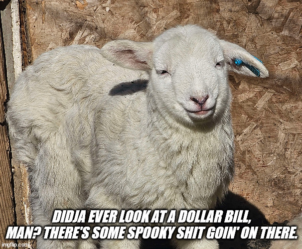 High Sheep is High |  DIDJA EVER LOOK AT A DOLLAR BILL, MAN? THERE'S SOME SPOOKY SHIT GOIN' ON THERE. | image tagged in sheep,too damn high,420,pot,stoner | made w/ Imgflip meme maker