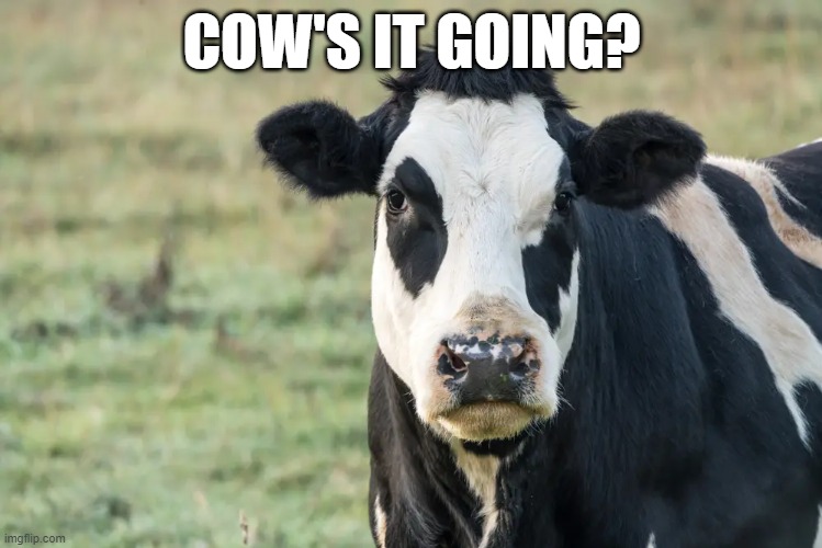 COW'S IT GOING? | image tagged in memes | made w/ Imgflip meme maker