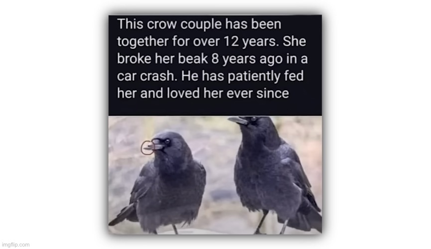 And people say birds don’t have feelings | image tagged in wholesome things | made w/ Imgflip meme maker