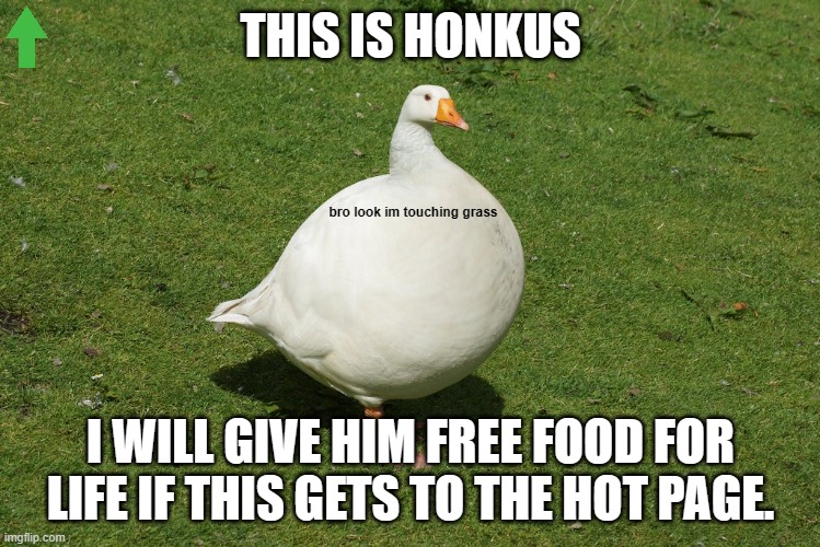 honkus can get us there I believe in him | THIS IS HONKUS; bro look im touching grass; I WILL GIVE HIM FREE FOOD FOR LIFE IF THIS GETS TO THE HOT PAGE. | image tagged in honkus,god,touch grass,why are you reading this | made w/ Imgflip meme maker