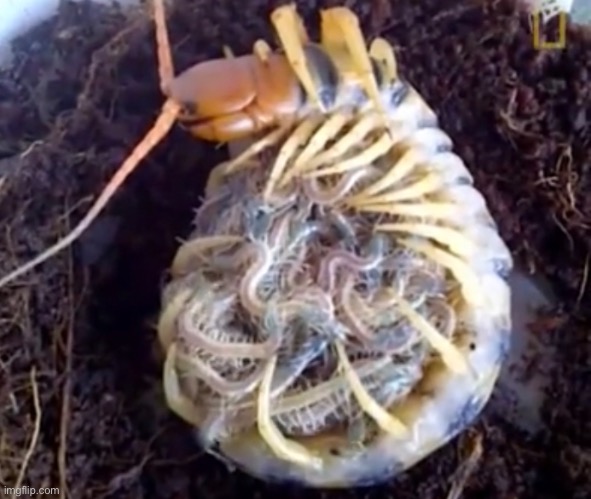 Mom centipede | made w/ Imgflip meme maker