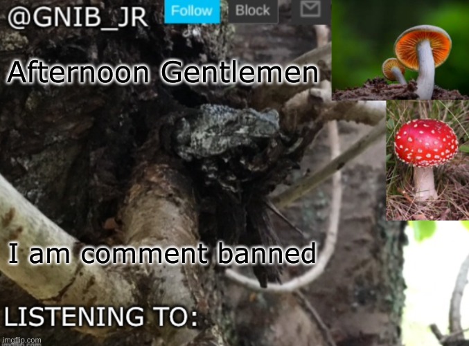 If you have a question for me or something then please ask it in memechat cuz I can't comment for a day | Afternoon Gentlemen; I am comment banned | image tagged in gnib_jr's new temp | made w/ Imgflip meme maker