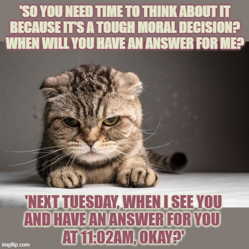 This #lolcat wonders why our teachers lied when they said 'There are no stupid questions' | 'SO YOU NEED TIME TO THINK ABOUT IT
BECAUSE IT'S A TOUGH MORAL DECISION?
WHEN WILL YOU HAVE AN ANSWER FOR ME? 'NEXT TUESDAY, WHEN I SEE YOU
AND HAVE AN ANSWER FOR YOU 
AT 11:02AM, OKAY?' | image tagged in questions,lolcat,think about it,lies,stupid,morality | made w/ Imgflip meme maker