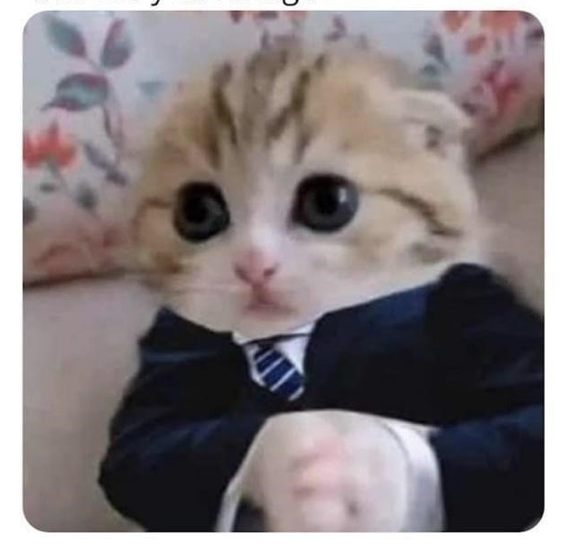 BUSINESSMAN KITTEN IN A SUIT Blank Meme Template