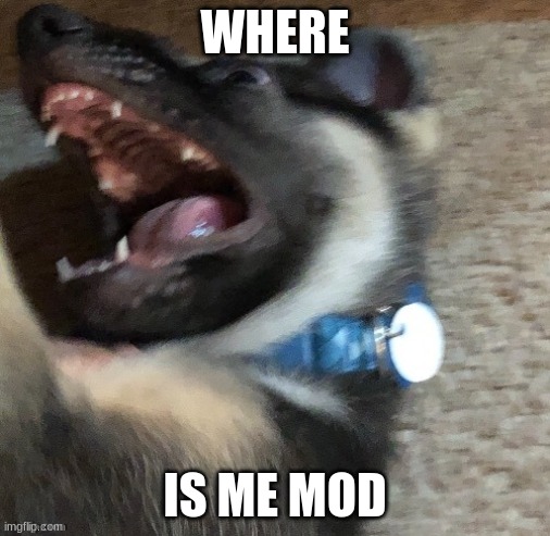 mod: idk man | WHERE; IS ME MOD | image tagged in angy doggo | made w/ Imgflip meme maker