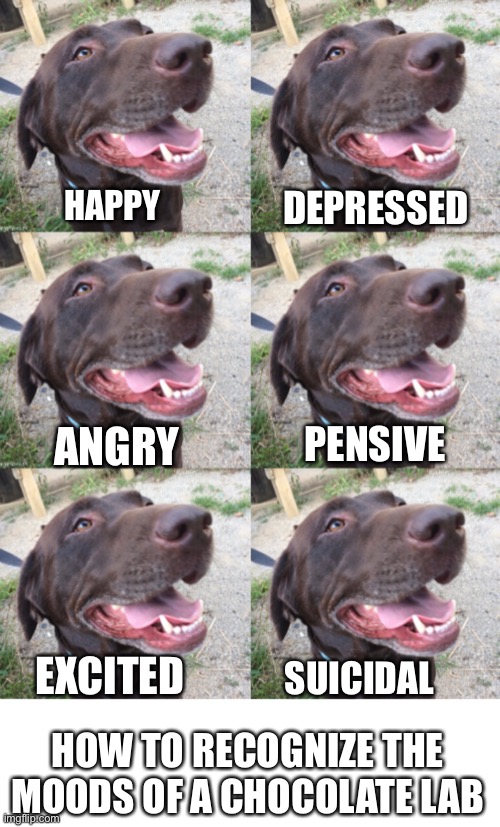 DEPRESSED; HAPPY; ANGRY; PENSIVE; EXCITED; SUICIDAL; HOW TO RECOGNIZE THE MOODS OF A CHOCOLATE LAB | image tagged in blank white template | made w/ Imgflip meme maker