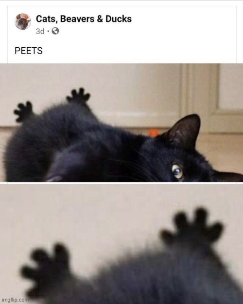 I swear they look like tiny penguin feet | image tagged in cat,shitpost,definitely,funni | made w/ Imgflip meme maker