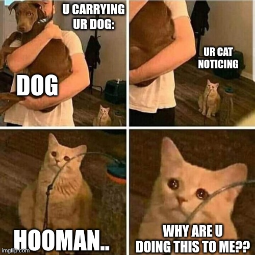 Sad Cat Holding Dog | U CARRYING UR DOG:; UR CAT NOTICING; DOG; HOOMAN.. WHY ARE U DOING THIS TO ME?? | image tagged in sad cat holding dog | made w/ Imgflip meme maker