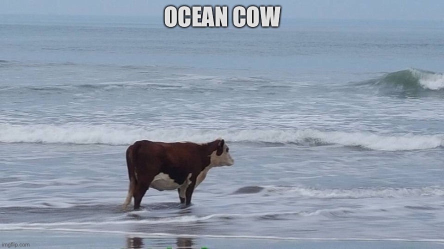 I remember the ocean cow gang | OCEAN COW | image tagged in sad cow | made w/ Imgflip meme maker
