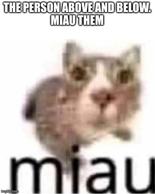 miau | THE PERSON ABOVE AND BELOW.
MIAU THEM | image tagged in miau | made w/ Imgflip meme maker