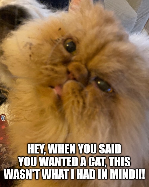 Becareful when your girlfriend or wife asks to get a Cat!!! | HEY, WHEN YOU SAID YOU WANTED A CAT, THIS WASN'T WHAT I HAD IN MIND!!! | image tagged in cats,funny,funny cats,ugly,ugly cats | made w/ Imgflip meme maker