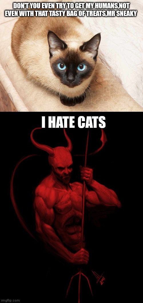 DON'T YOU EVEN TRY TO GET MY HUMANS,NOT EVEN WITH THAT TASTY BAG OF TREATS,MR SNEAKY; I HATE CATS | image tagged in me or ______ siamese cat,the devil | made w/ Imgflip meme maker