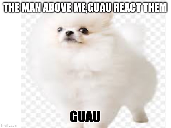 New threat apears, GUAU! | THE MAN ABOVE ME,GUAU REACT THEM; GUAU | image tagged in guau | made w/ Imgflip meme maker