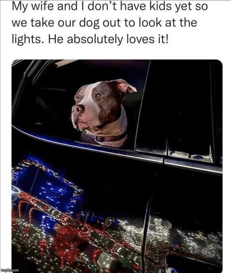 image tagged in memes,funny,dogs,wholesome | made w/ Imgflip meme maker