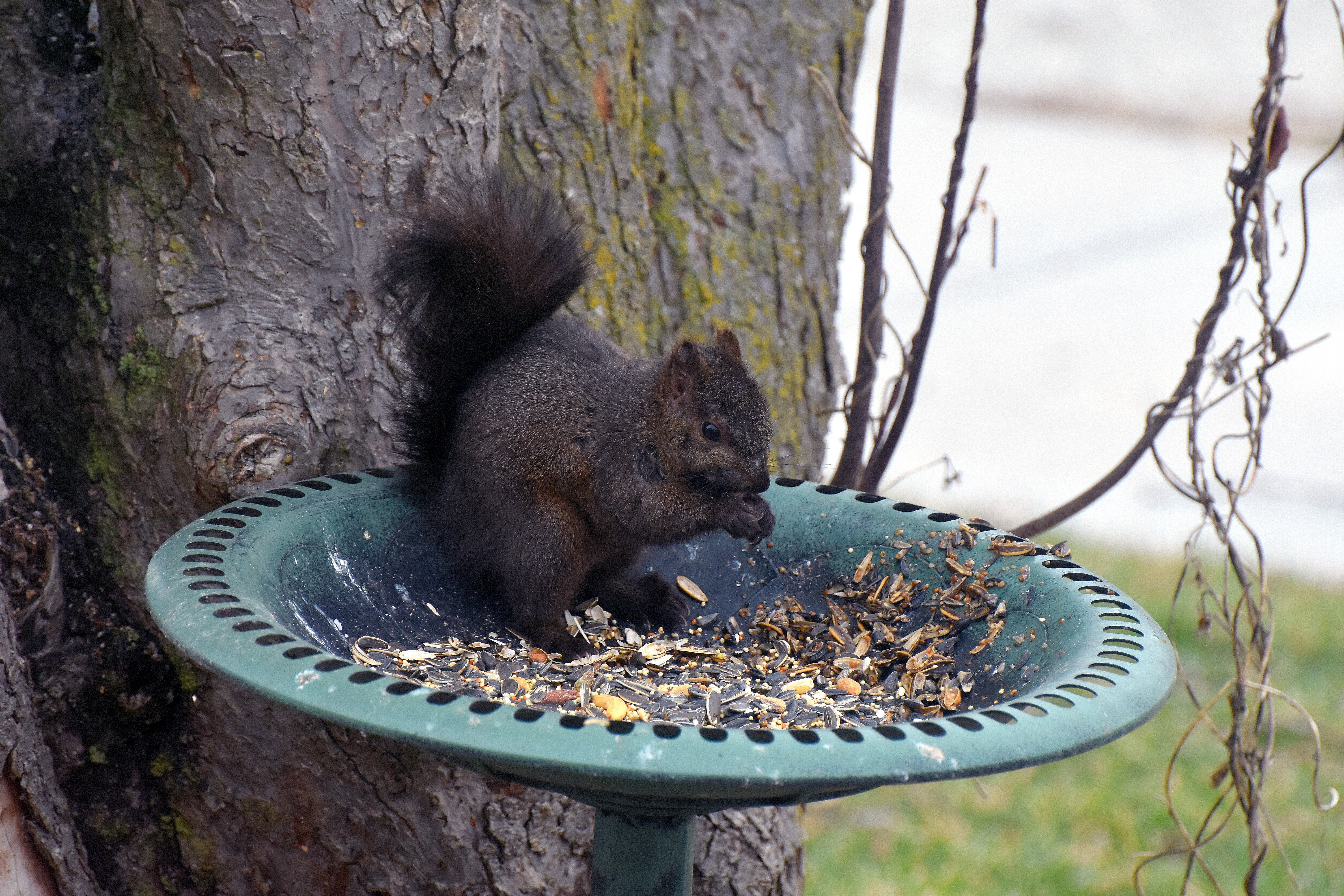 Little black squirrel | image tagged in squirrel,black | made w/ Imgflip meme maker