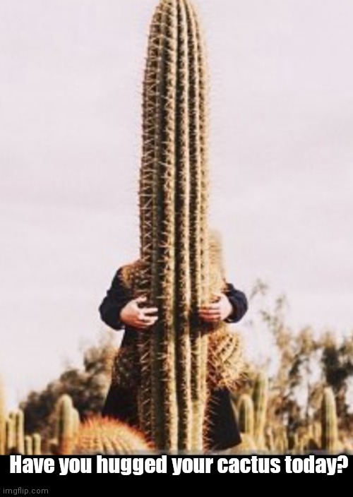 Hug your cactus. | Have you hugged your cactus today? | image tagged in funny memes | made w/ Imgflip meme maker