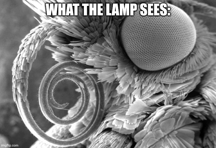 WHAT THE LAMP SEES: | made w/ Imgflip meme maker