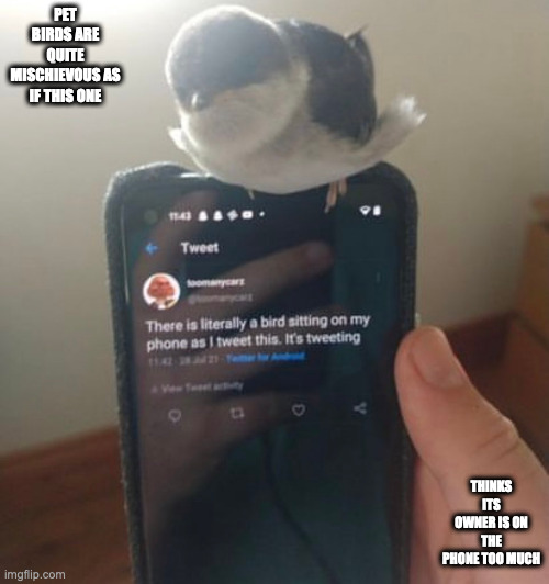 Bird on Phone | PET BIRDS ARE QUITE MISCHIEVOUS AS IF THIS ONE; THINKS ITS OWNER IS ON THE PHONE TOO MUCH | image tagged in smartphone,birds,memes | made w/ Imgflip meme maker