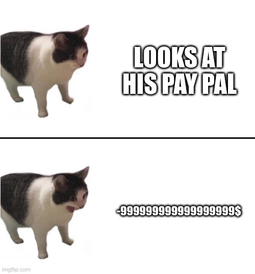 Sudden terrible realization cat | LOOKS AT HIS PAY PAL; -999999999999999999$ | image tagged in sudden terrible realization cat | made w/ Imgflip meme maker