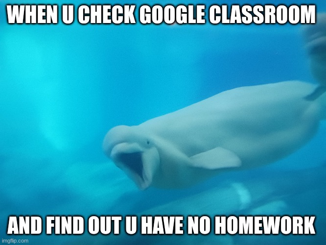 i mean hey no homework ill take also took this photo at sea world | WHEN U CHECK GOOGLE CLASSROOM; AND FIND OUT U HAVE NO HOMEWORK | image tagged in animals,sea life,homework | made w/ Imgflip meme maker