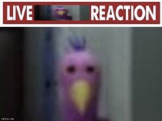 Live opila bird reaction | image tagged in live opila bird reaction | made w/ Imgflip meme maker