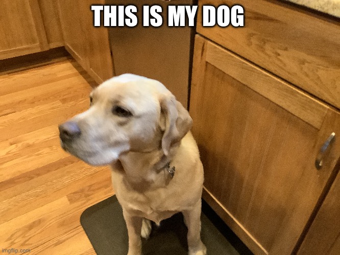 THIS IS MY DOG | made w/ Imgflip meme maker