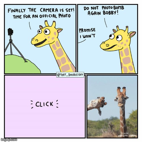 image tagged in giraffe,camera,photobomb | made w/ Imgflip meme maker