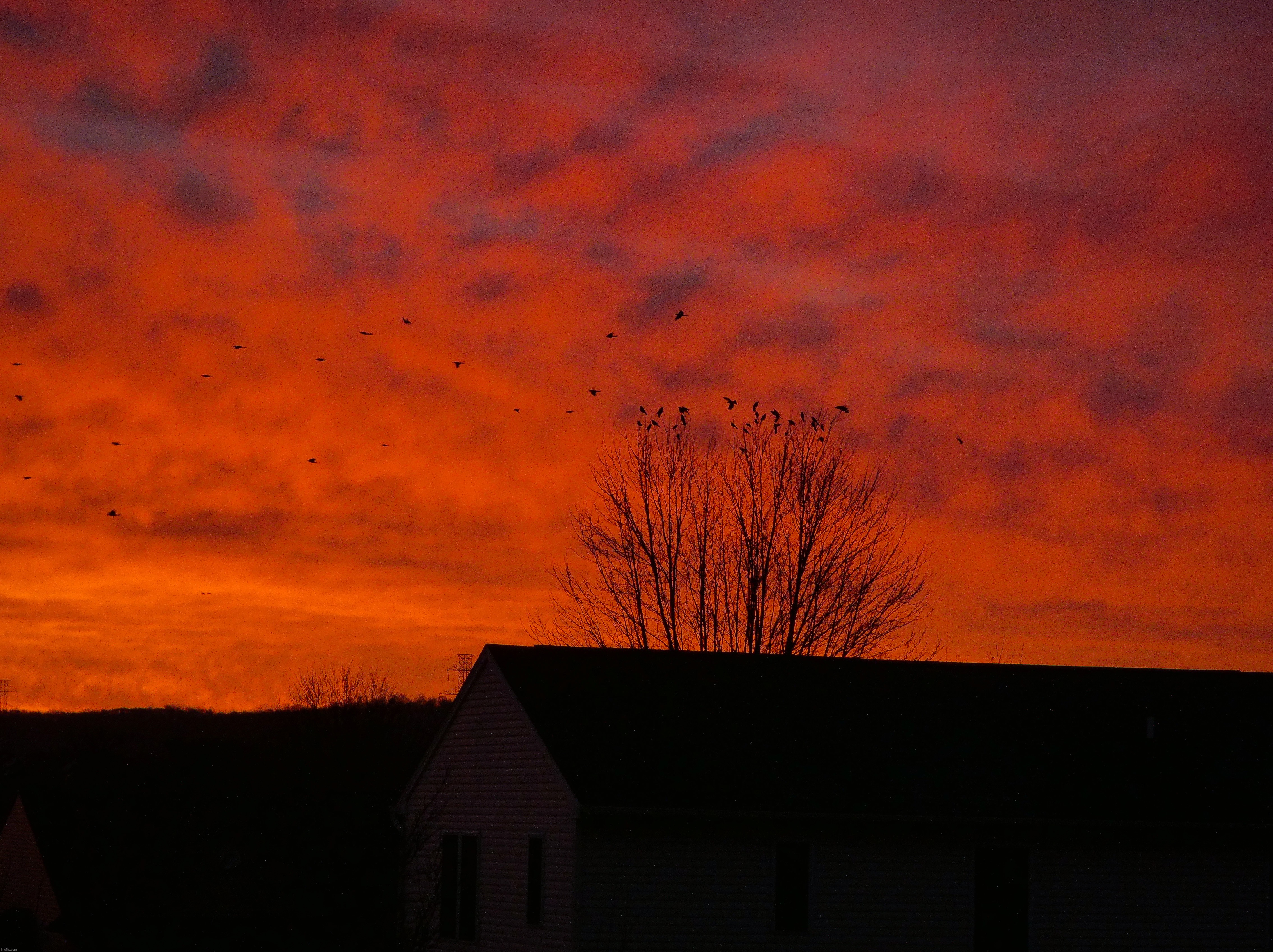 Grackles flying from tree to tree during Friday morning’s sunrise | image tagged in share your own photos,sunrise,weekly theme 3/13 to 3/19 | made w/ Imgflip meme maker