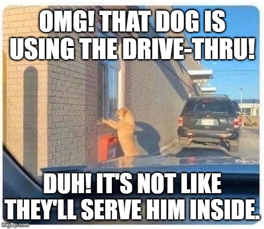 OMG! THAT DOG IS USING THE DRIVE-THRU! DUH! IT'S NOT LIKE THEY'LL SERVE HIM INSIDE. | image tagged in dog,fast food,drive-thru | made w/ Imgflip meme maker