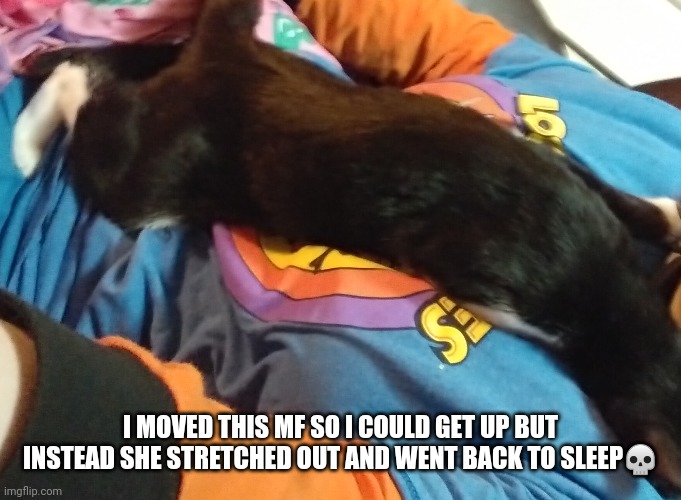 I MOVED THIS MF SO I COULD GET UP BUT INSTEAD SHE STRETCHED OUT AND WENT BACK TO SLEEP💀 | made w/ Imgflip meme maker