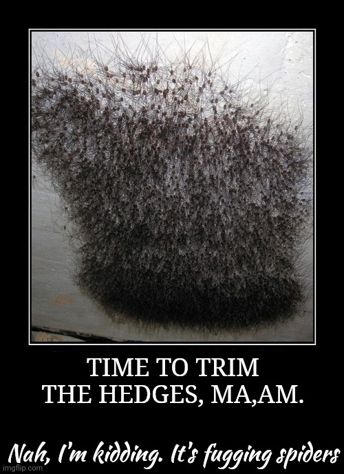 Stop it. Get some help | TIME TO TRIM THE HEDGES, MA,AM. Nah, I'm kidding. It's fugging spiders | image tagged in spiders,are evil,noooooooo,shave | made w/ Imgflip meme maker