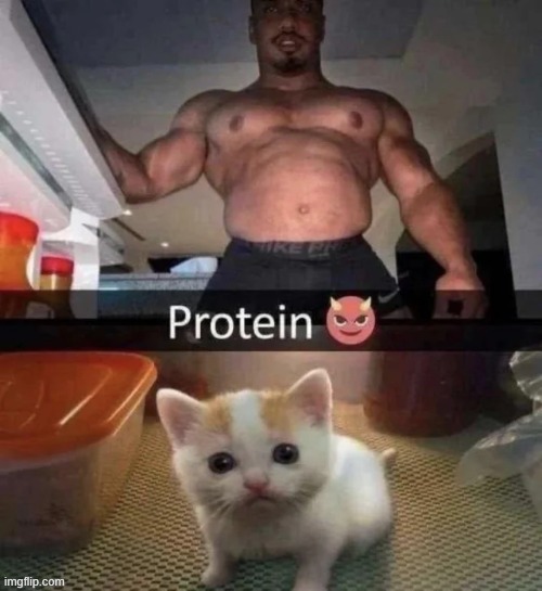 protein is goo- wait why are you grabbing the cat | image tagged in memes | made w/ Imgflip meme maker