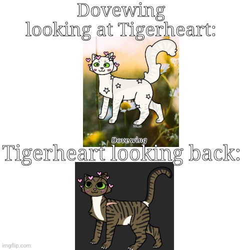 Dovewing &Tigerheart | Dovewing looking at Tigerheart:; Tigerheart looking back: | image tagged in ship,warrior cats,warriors | made w/ Imgflip meme maker