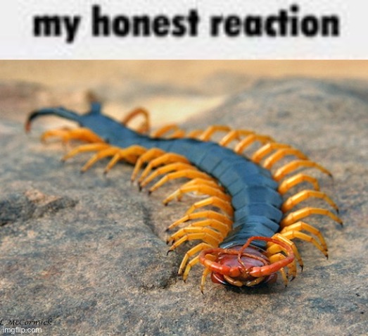 image tagged in my honest reaction | made w/ Imgflip meme maker