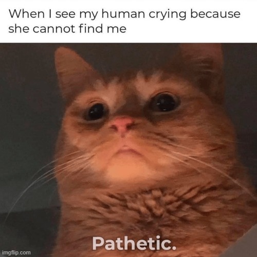 Cats be like | image tagged in cats,giga chad | made w/ Imgflip meme maker