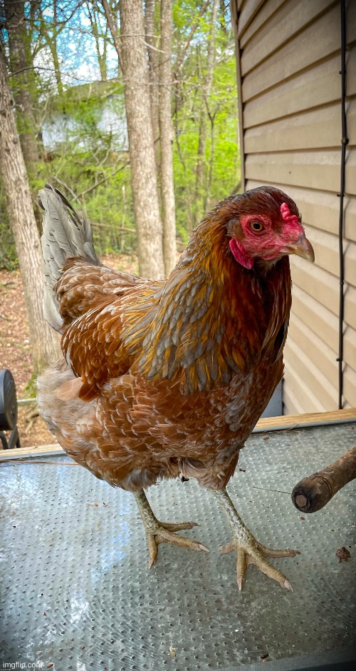 A photo of my other chicken, Tina. This photo was edited by Iceu | image tagged in photography,photos,chicken,nice cock,edited by iceu | made w/ Imgflip meme maker