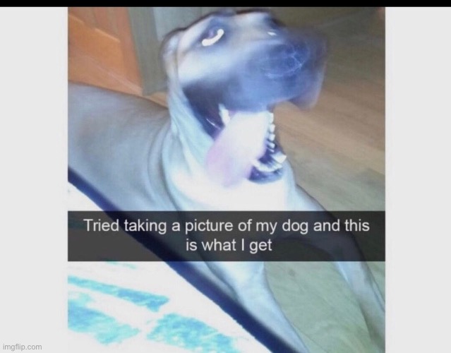 image tagged in memes,funny,wholesome | made w/ Imgflip meme maker