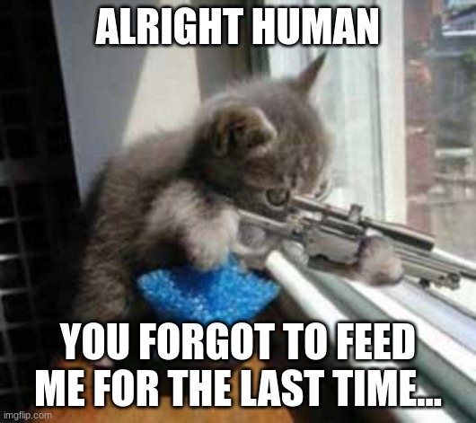 You Forgot To Feed Me Again... | ALRIGHT HUMAN; YOU FORGOT TO FEED ME FOR THE LAST TIME... | image tagged in catsniper | made w/ Imgflip meme maker