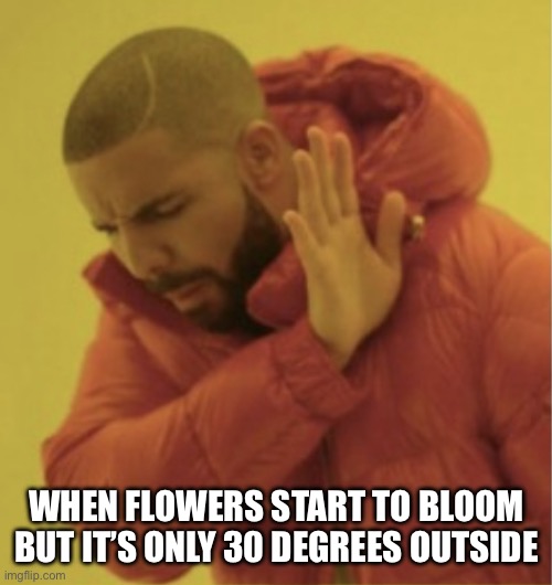 Flowers Blooming In Cold Weather | WHEN FLOWERS START TO BLOOM BUT IT’S ONLY 30 DEGREES OUTSIDE | image tagged in drake nah,nope,flowers,bloom,cold | made w/ Imgflip meme maker