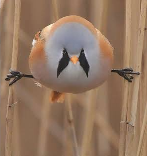 Bearded reedling 2 Blank Meme Template