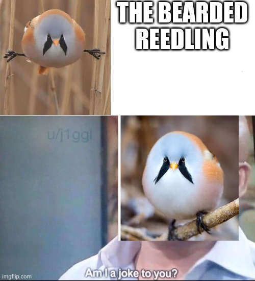 am I a joke to you | THE BEARDED REEDLING | image tagged in am i a joke to you | made w/ Imgflip meme maker